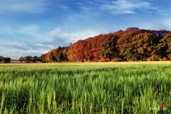 Herbstbild