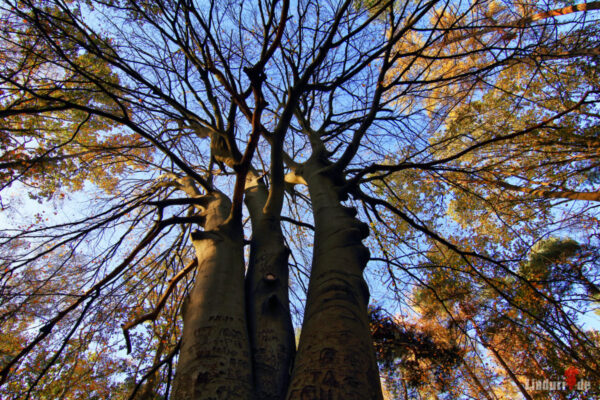 Herbstbild