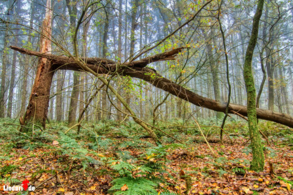 Nebelwald