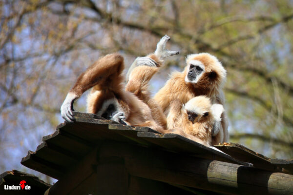 Tierpark