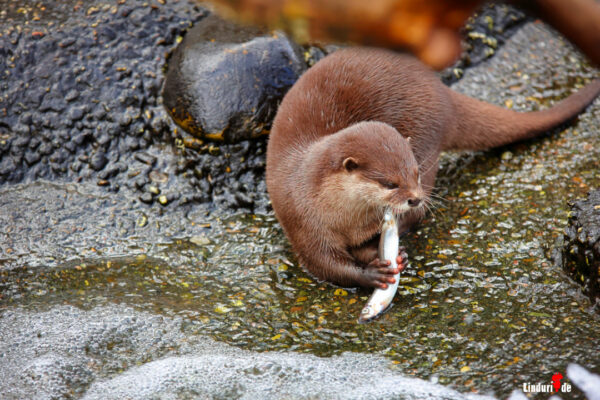 Tierpark