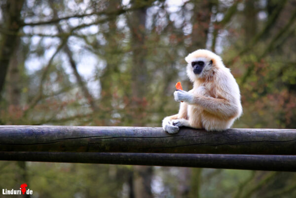 Tierpark