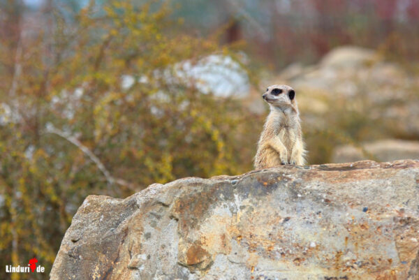 Tierpark