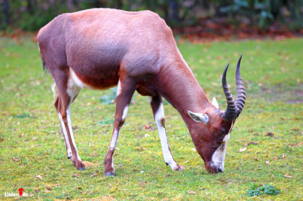 Tierpark