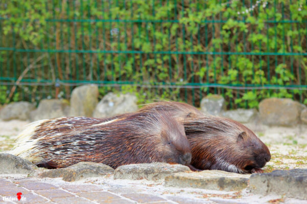 Tierpark