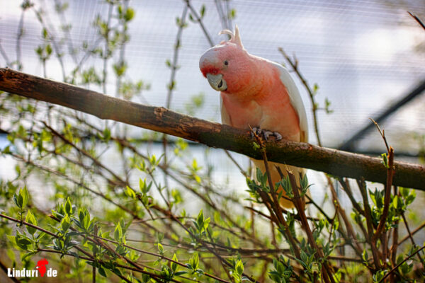 Tierpark