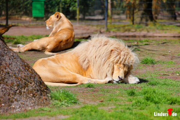 Tierpark