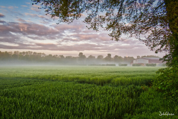 Frühnebel