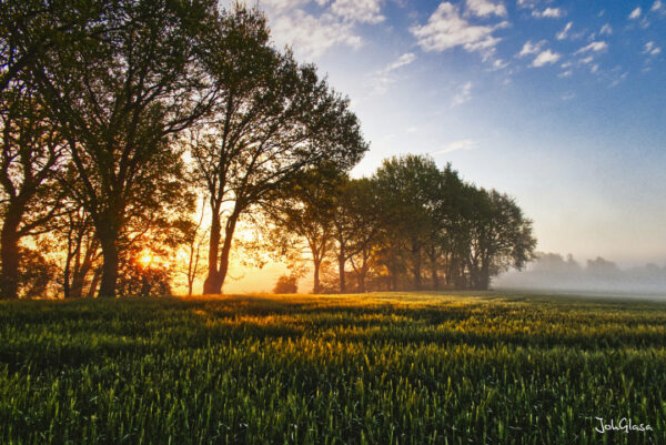 Frühnebel