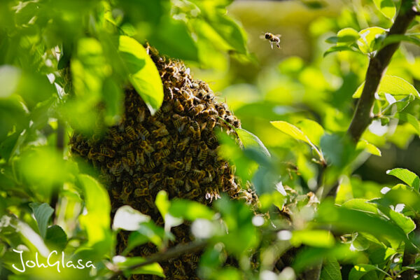 Bienen