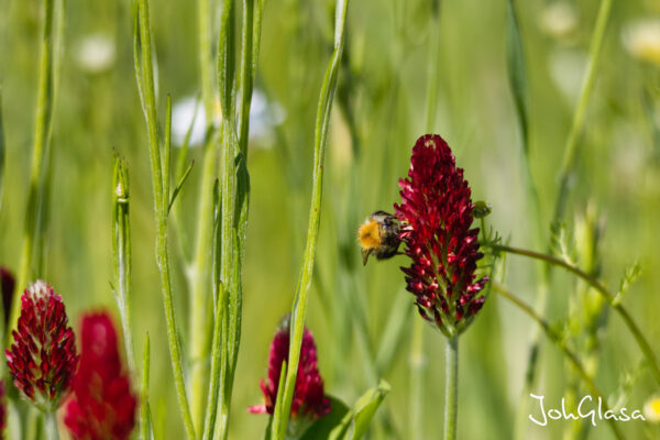 Bienen