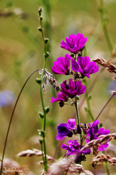 Wildblumen