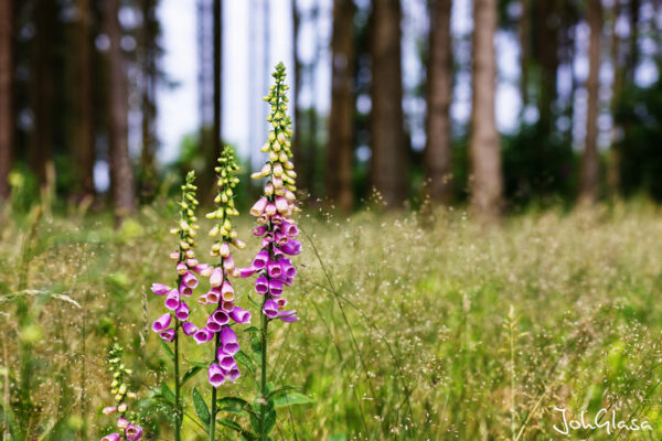 Digitalis