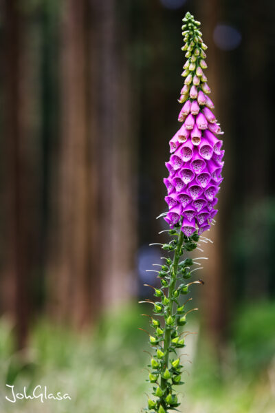 Digitalis