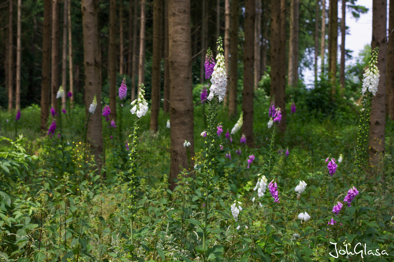 Digitalis