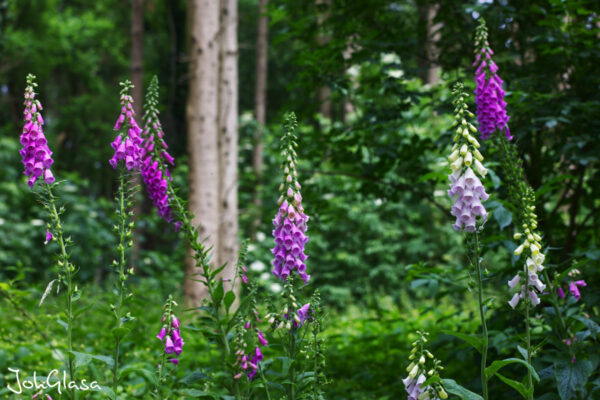 Digitalis