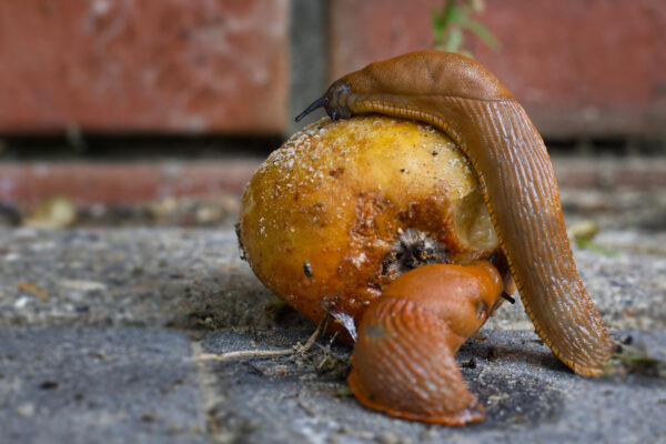 Nacktschnecke