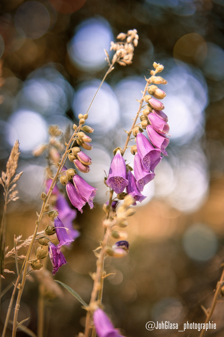 digitalis purpurea