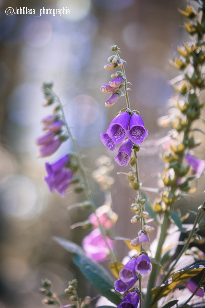 digitalis purpurea