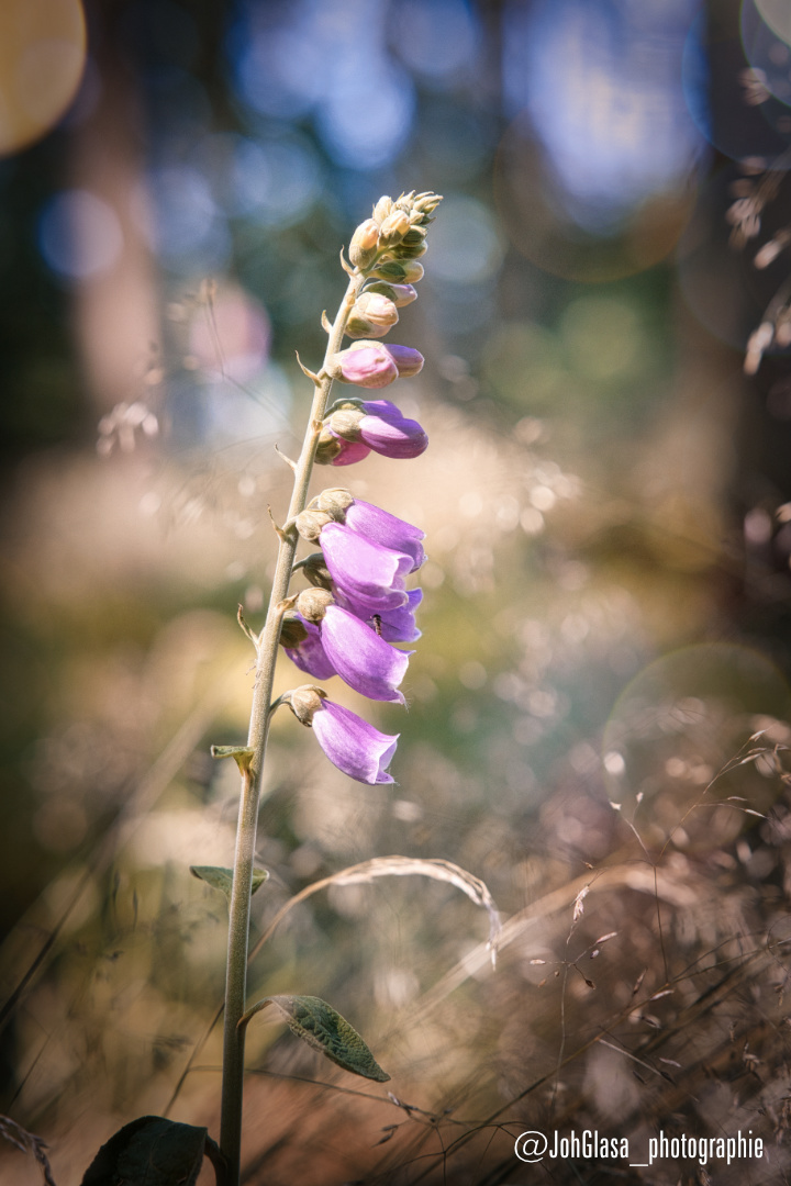 digitalis purpurea