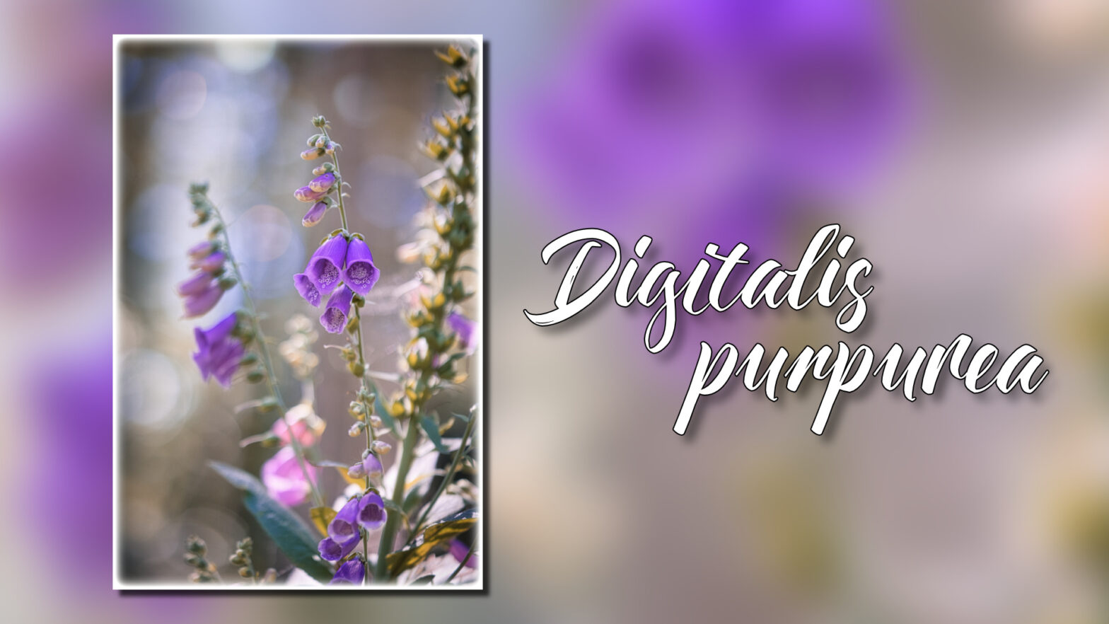 digitalis purpurea