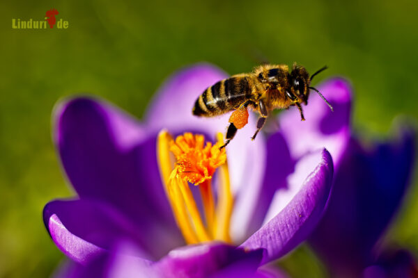 Bienen