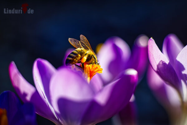 Bienen