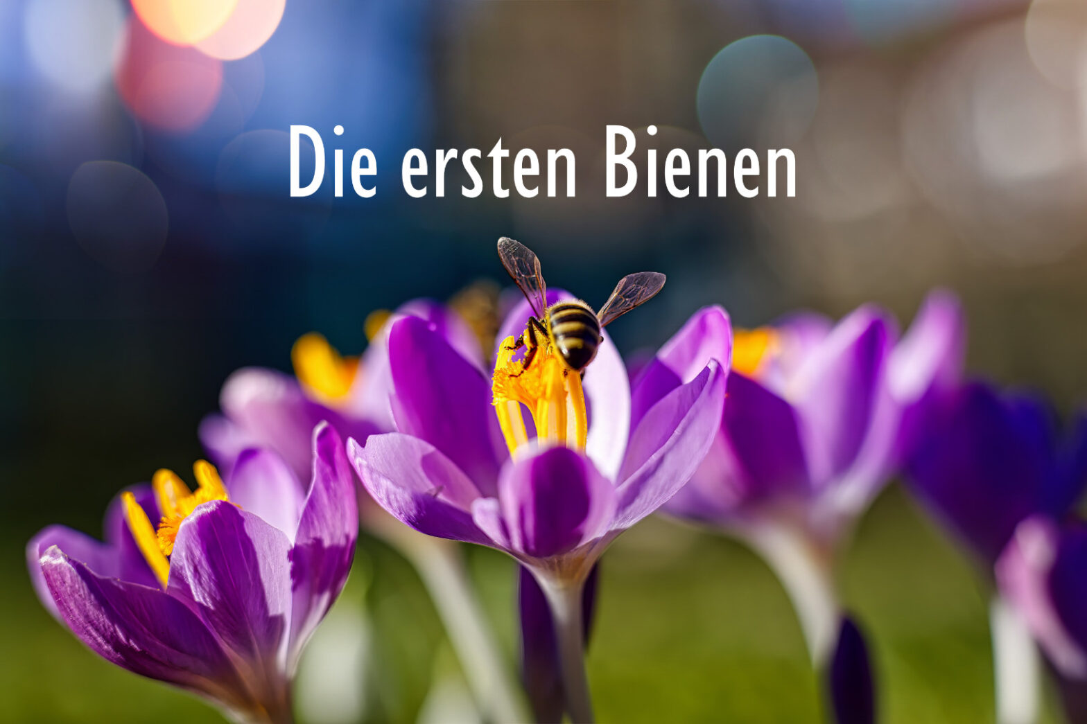 Bienen