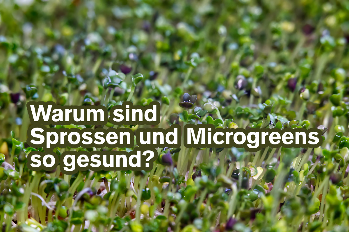 Sprossen+Microgreens