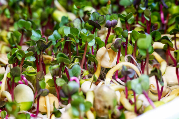 Sprossen+Microgreens