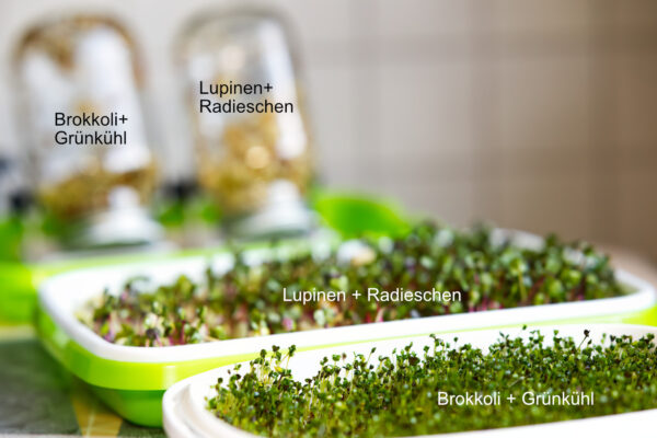 Sprossen+Microgreens