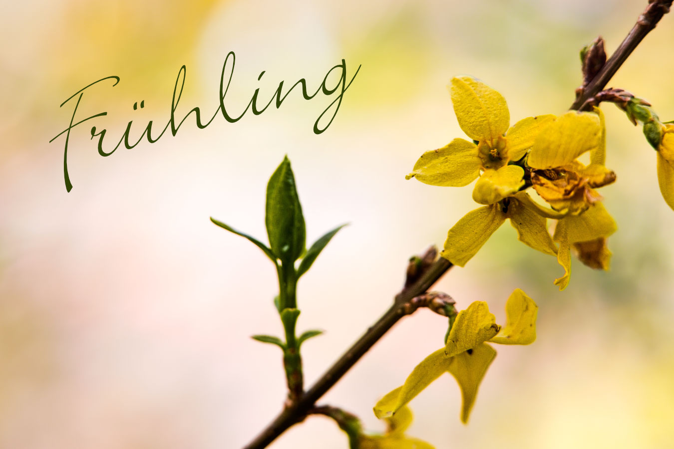 Frühling26
