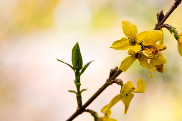 Frühling26