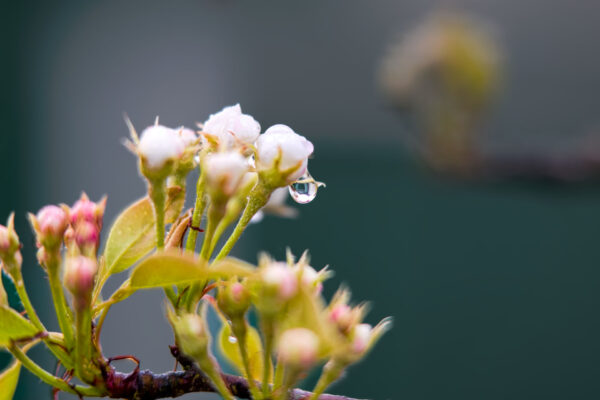 Frühling26