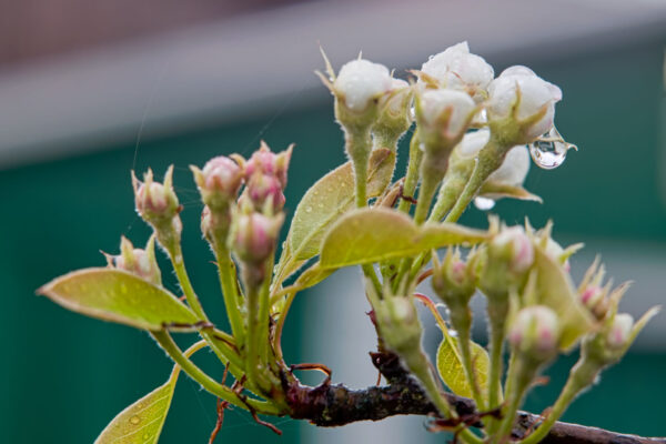 Frühling26
