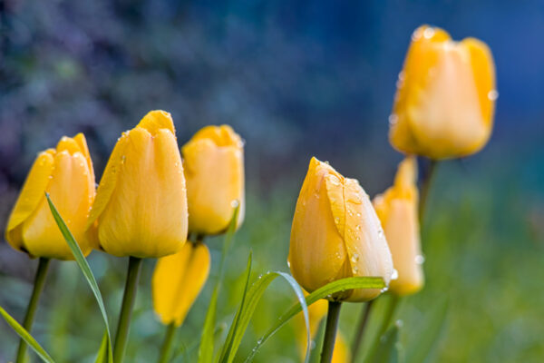 Frühling26