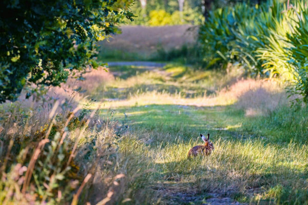 Hase