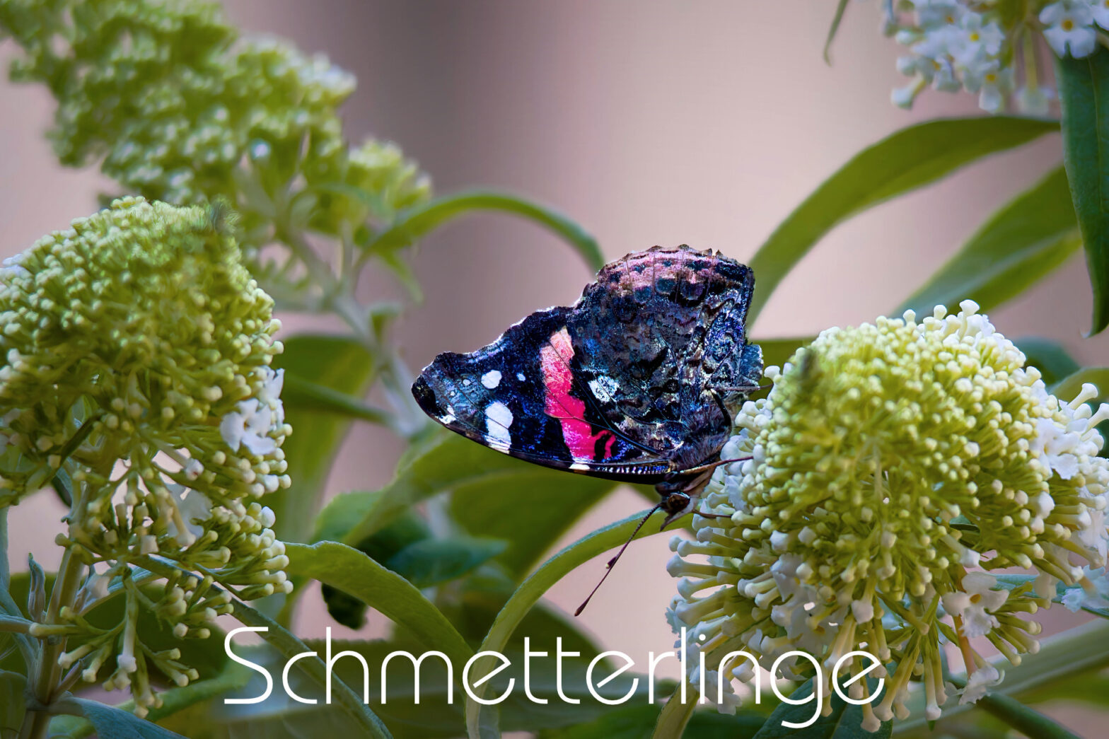 Schmetterlinge