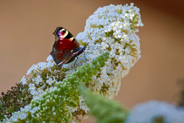 Schmetterlinge