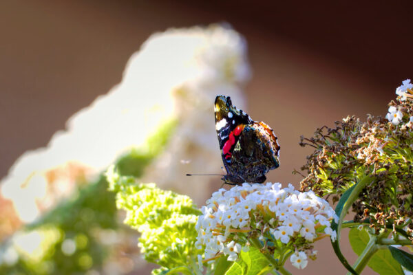 Schmetterlinge