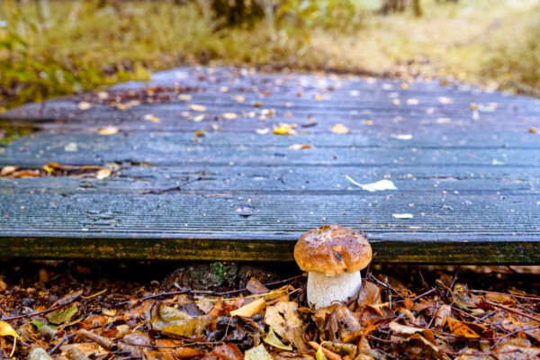 Herbst