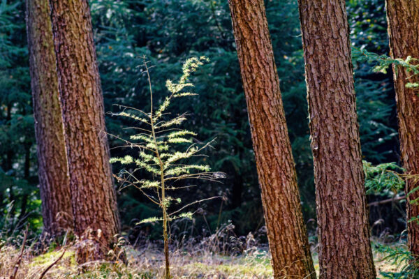 Herbst