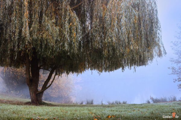 Herbstnebel